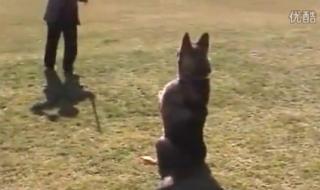 十大猛犬排名一到十